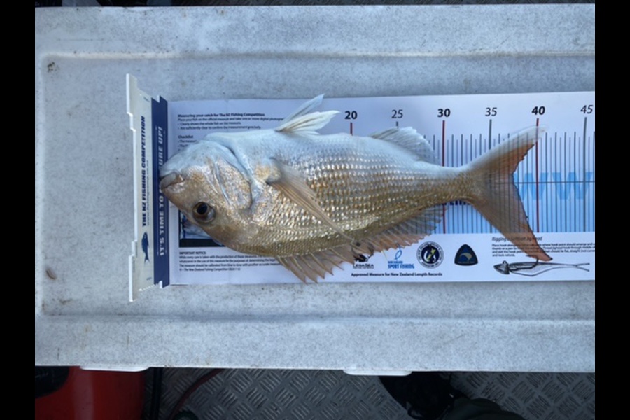 Nikolas Grigaliunas caught this 37.5cm Snapper at Whangaparaoa  during The Hirepool Baitmates Fishing Comp