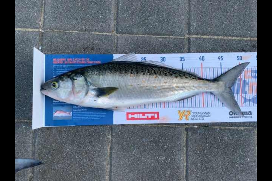 Mark Piskulic caught this 47.0cm Kahawai at Rangiputa during The Hirepool Baitmates Fishing Comp