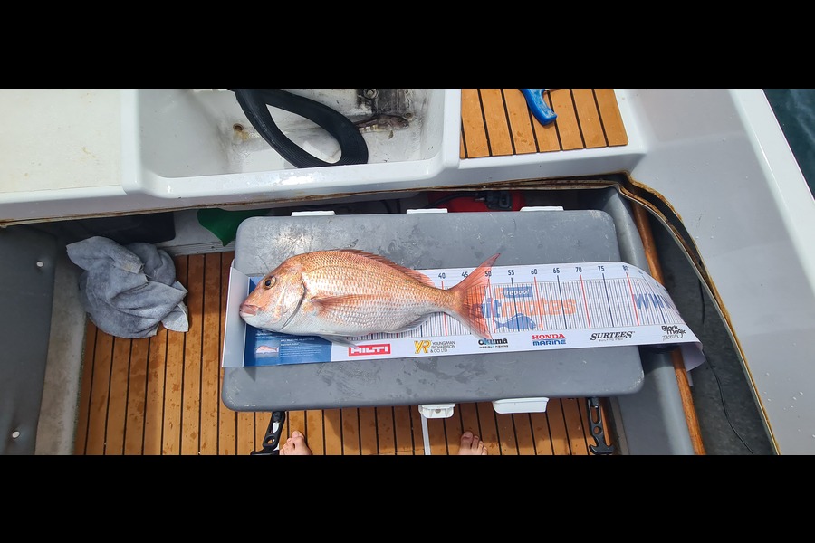 Mark Potter caught this 48.0cm Snapper at Kawau  during The Hirepool Baitmates Fishing Comp