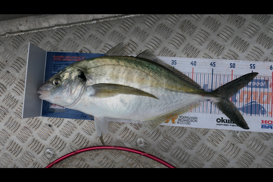 Jayden Emtage caught this 49cm Trevally at Kaipara harbour during The Hirepool Baitmates Fishing Comp