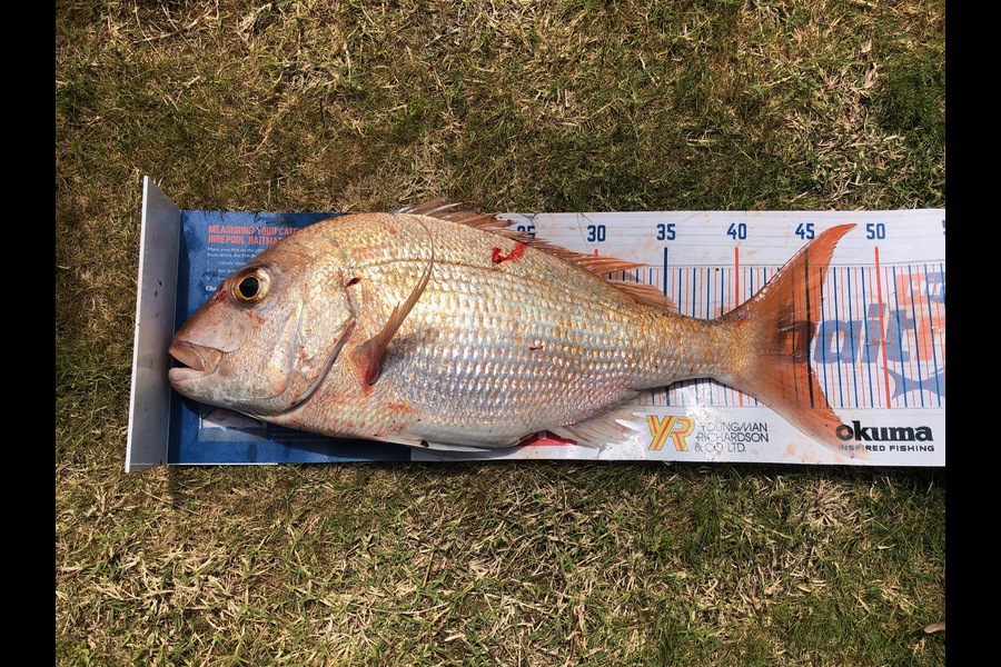Blake Baird caught this 45cm Snapper at Pauanui during The Hirepool Baitmates Fishing Comp