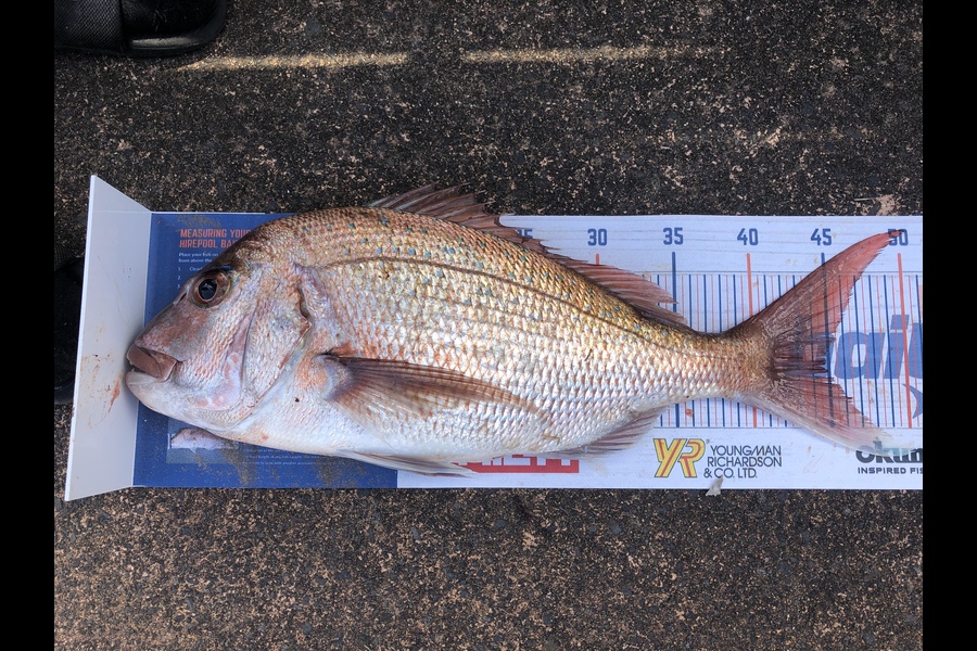 Shawn Beer caught this 44cm Snapper at Pauanui  during The Hirepool Baitmates Fishing Comp