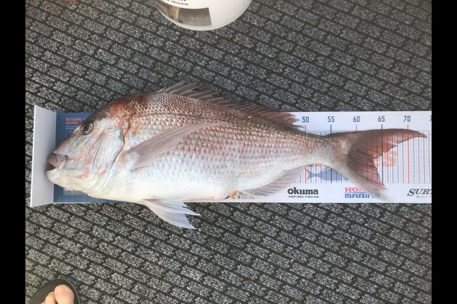 Greg  Steyn caught this 62.5cm Snapper at Motuora island during The Hirepool Baitmates Fishing Comp