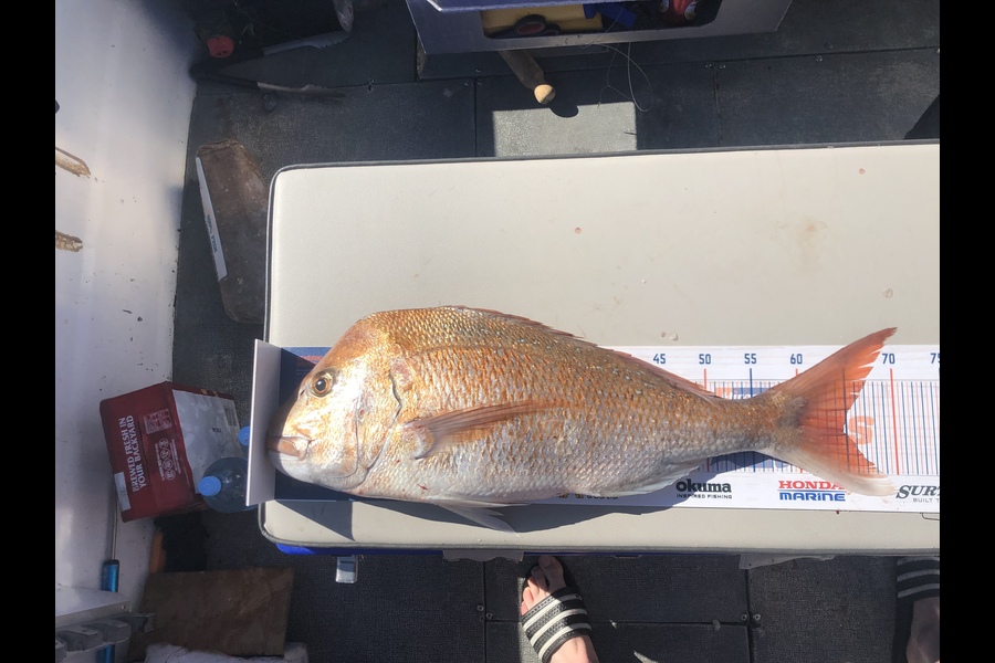 Ben hillenaar-darby caught this 64.5cm Snapper at Whatipu during The Hirepool Baitmates Fishing Comp