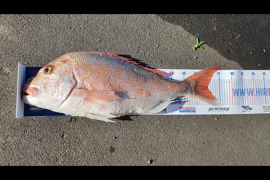 Vincent  Szabo-powell  caught this 69.5cm Snapper at manakau bar during The Hirepool Baitmates Fishing Comp