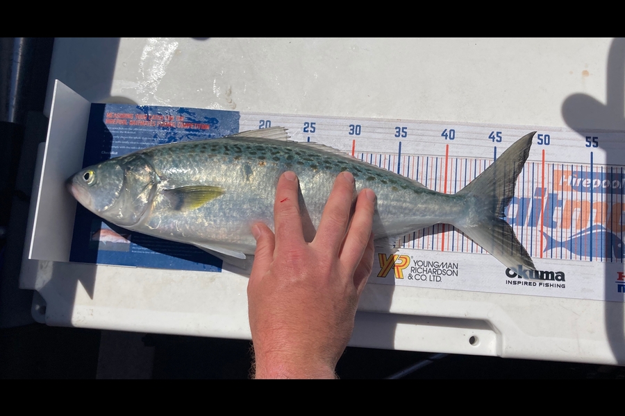 Ashley Hickman caught this 46.0cm Kahawai at Firth of Thames during The Hirepool Baitmates Fishing Comp