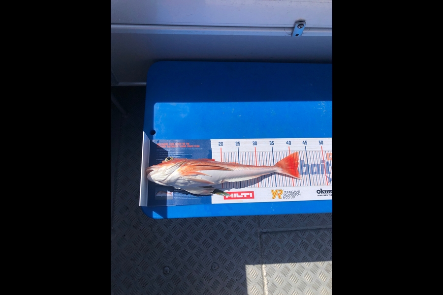 Ethan Leigh caught this 41.5cm Gurnard at Kawhia  during The Hirepool Baitmates Fishing Comp