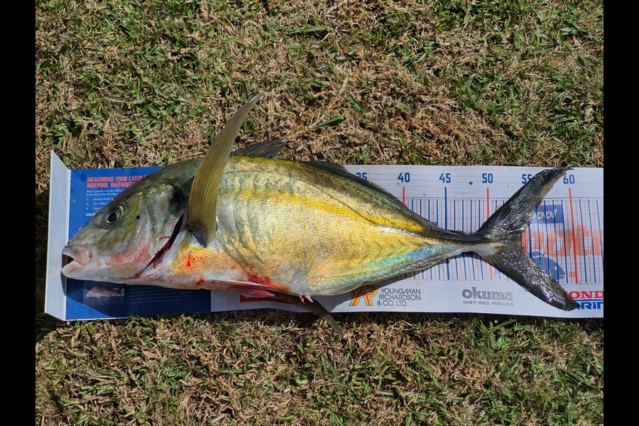 Duncan  Hammon  caught this 54cm Trevally at Tauranga during The Hirepool Baitmates Fishing Comp