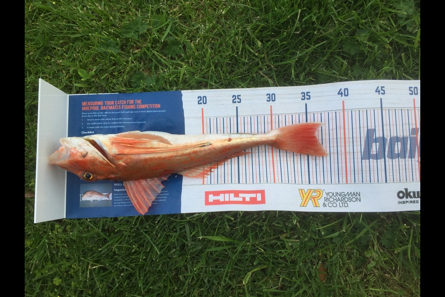 Thomas Kitchingman  caught this 36cm Gurnard at Tauranga  during The Hirepool Baitmates Fishing Comp