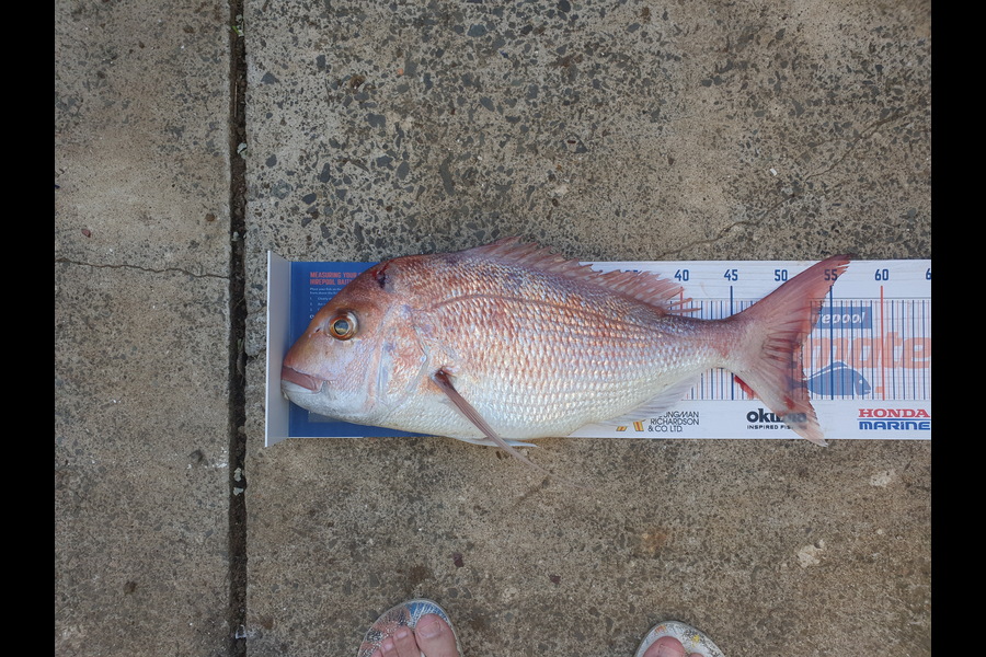 Wayne Lyons caught this 52cm Snapper at Noises during The Hirepool Baitmates Fishing Comp