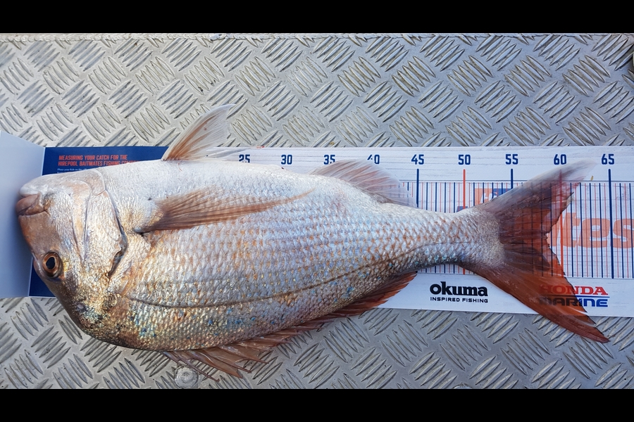 Glenn Lucas caught this 58.5cm Snapper at Kawau during The Hirepool Baitmates Fishing Comp