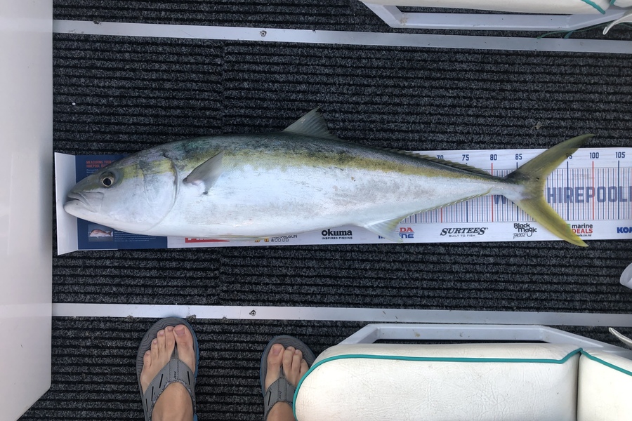 Andrew Davies caught this 90cm Kingfish at Tiri during The Hirepool Baitmates Fishing Comp