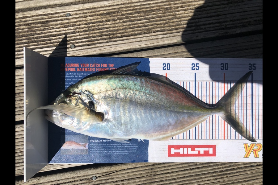 Andrew Davies caught this 31.5cm Trevally at Browns bay during The Hirepool Baitmates Fishing Comp