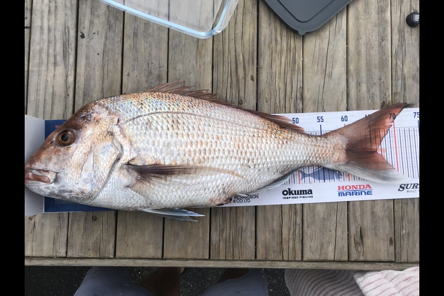 Joel Claydon caught this 65.0cm Snapper at Firth of Thames  during The Hirepool Baitmates Fishing Comp