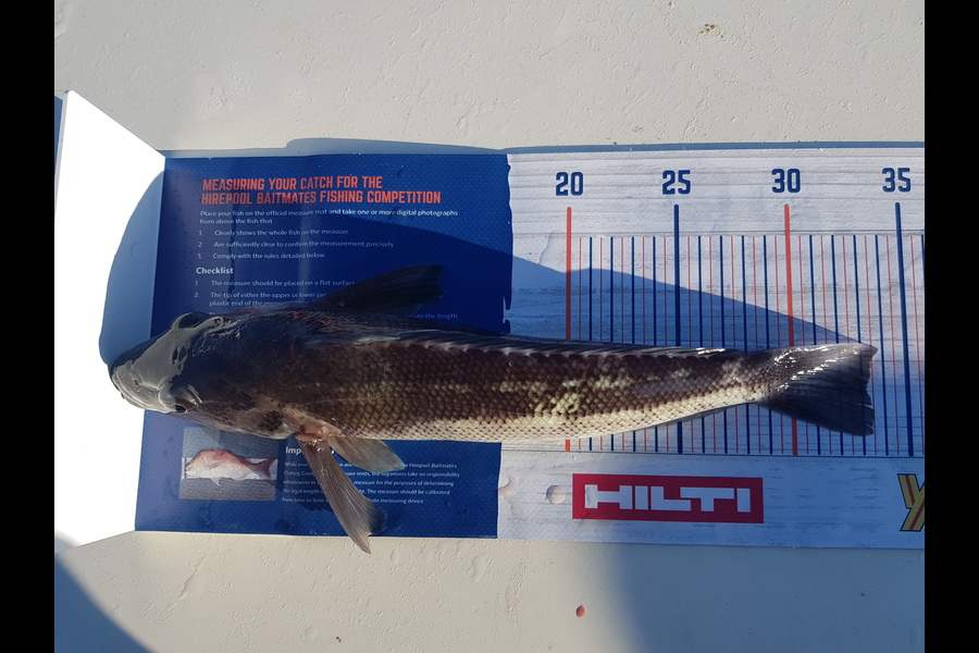 Brad Ellison caught this 33cm Blue Cod at Cuvier Island during The Hirepool Baitmates Fishing Comp