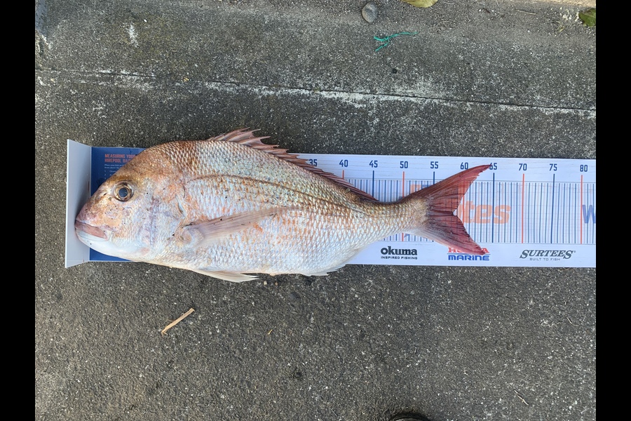 Luke Ross caught this 58.0cm Snapper at Raglan  during The Hirepool Baitmates Fishing Comp