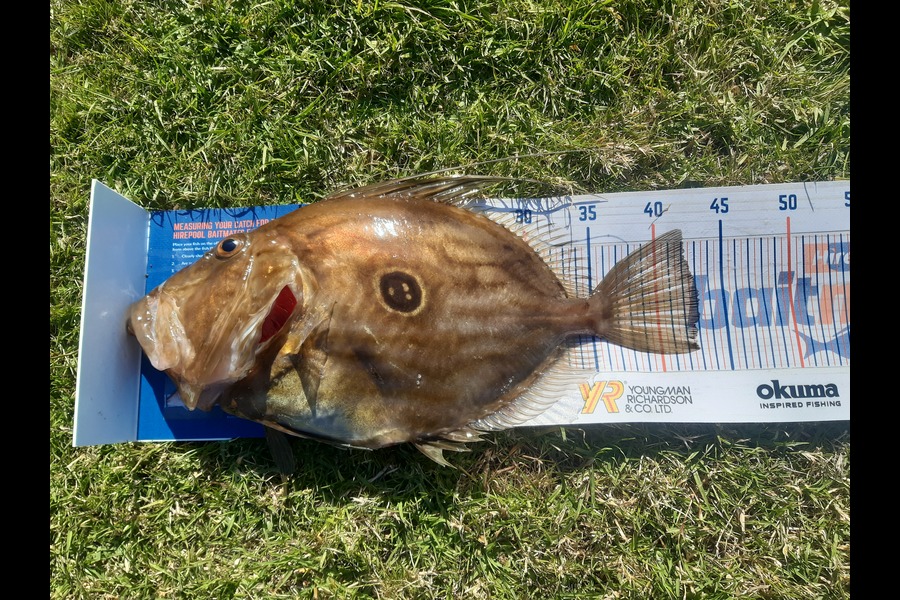 Gavin Logan caught this 43cm John Dory at Oakura  during The Hirepool Baitmates Fishing Comp