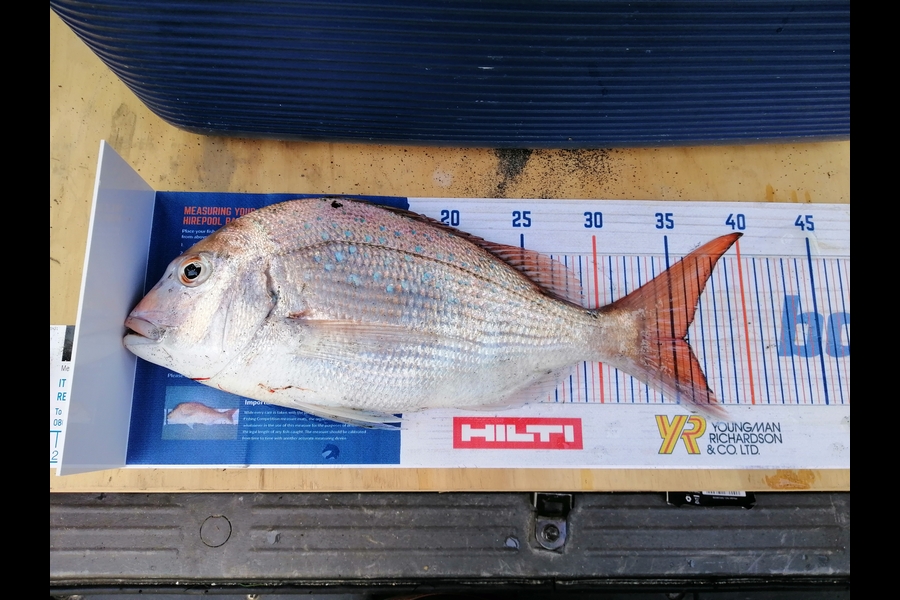 Shayne Mckenzie caught this 35.5cm Snapper at Mokau during The Hirepool Baitmates Fishing Comp