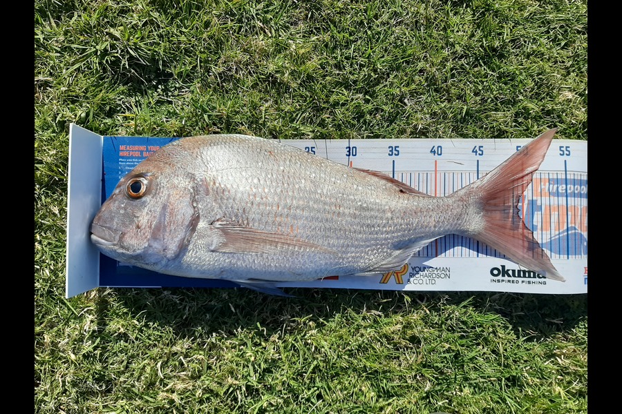 Colin Carroll caught this 49.5cm Snapper at Oakura  during The Hirepool Baitmates Fishing Comp