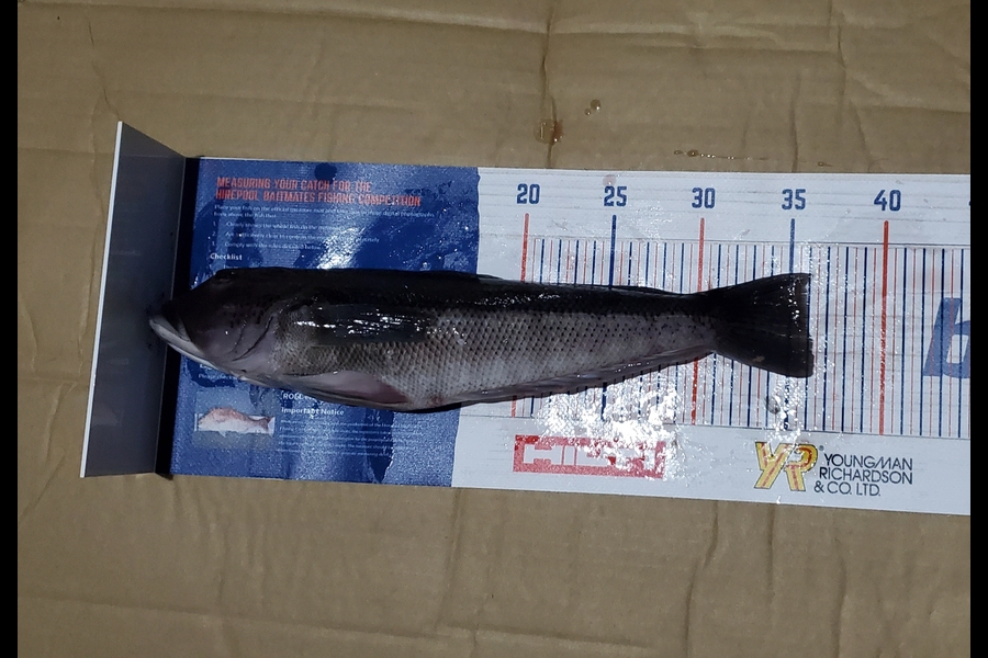 Sabin Arackal caught this 35.5cm Blue Cod at little barrier during The Hirepool Baitmates Fishing Comp