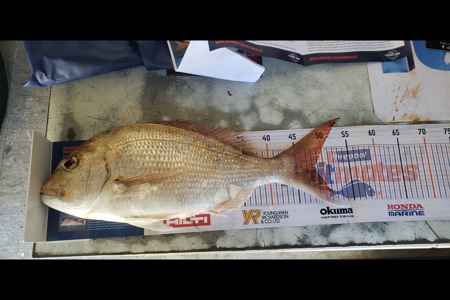 Ian Williams caught this 48.5cm Snapper at Westcoast Auckland  during The Hirepool Baitmates Fishing Comp