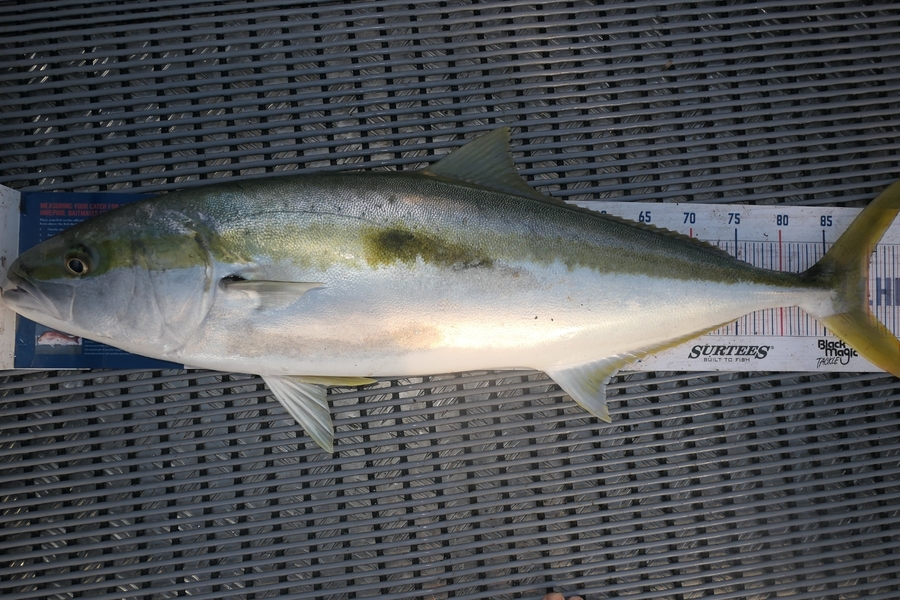 Jayden Emtage caught this 90cm Kingfish at Kaipara harbour during The Hirepool Baitmates Fishing Comp