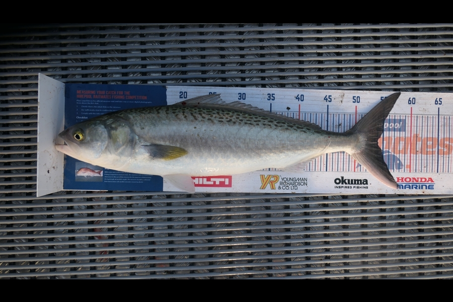 Jayden Emtage caught this 54cm Kahawai at Kaipara harbour during The Hirepool Baitmates Fishing Comp