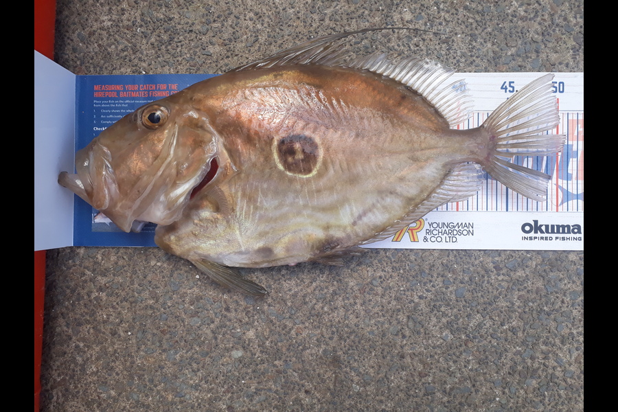 Greg Schimanski caught this 50.5cm John Dory at Whangaparaoa  during The Hirepool Baitmates Fishing Comp