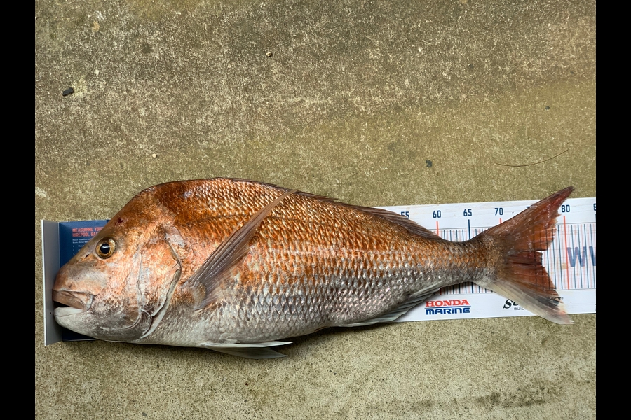Shaun Miles caught this 76.0cm Snapper at Manukau during The Hirepool Baitmates Fishing Comp
