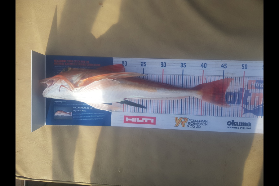 Johnathan Trevathan caught this 45.5cm Gurnard at Hawkes bay during The Hirepool Baitmates Fishing Comp