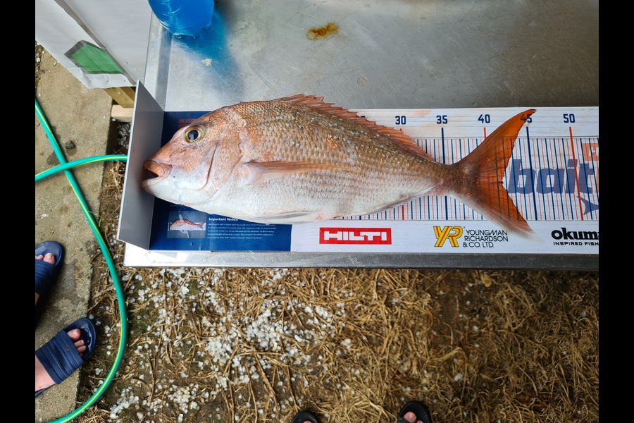 Ricky  Blanken caught this 41.5cm Snapper at Waiheke  during The Hirepool Baitmates Fishing Comp