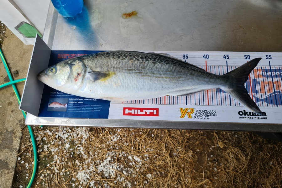 Ricky  Blanken caught this 48.5cm Kahawai at Waiheke  during The Hirepool Baitmates Fishing Comp