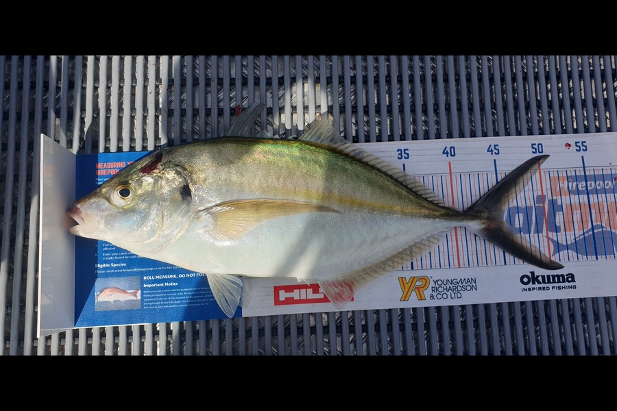Jim Barker caught this 45cm Trevally at Whangamata  during The Hirepool Baitmates Fishing Comp