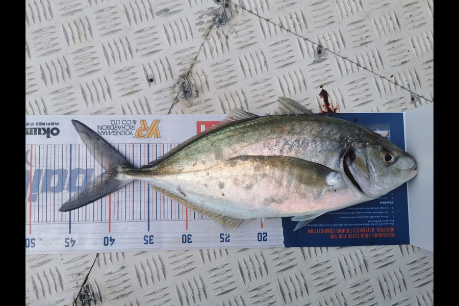 Peter Barker caught this 40.5cm Trevally at Whangamata during The Hirepool Baitmates Fishing Comp