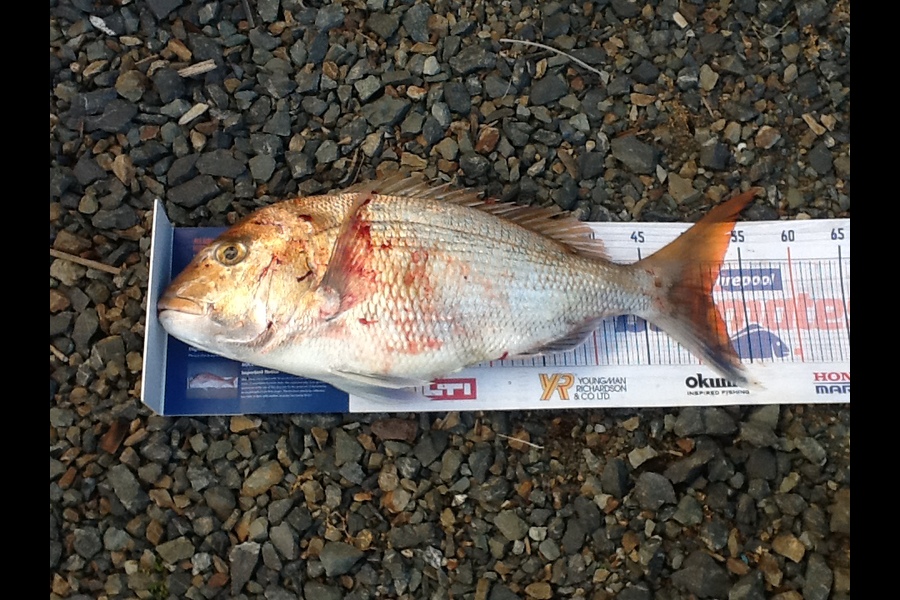 Barbara Wisnewski caught this 52cm Snapper at Kaipara Harbour during The Hirepool Baitmates Fishing Comp