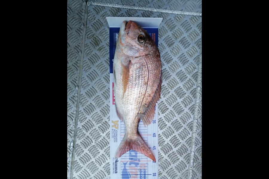 Gary Berwick caught this 45cm Snapper at Coromandel during The Hirepool Baitmates Fishing Comp