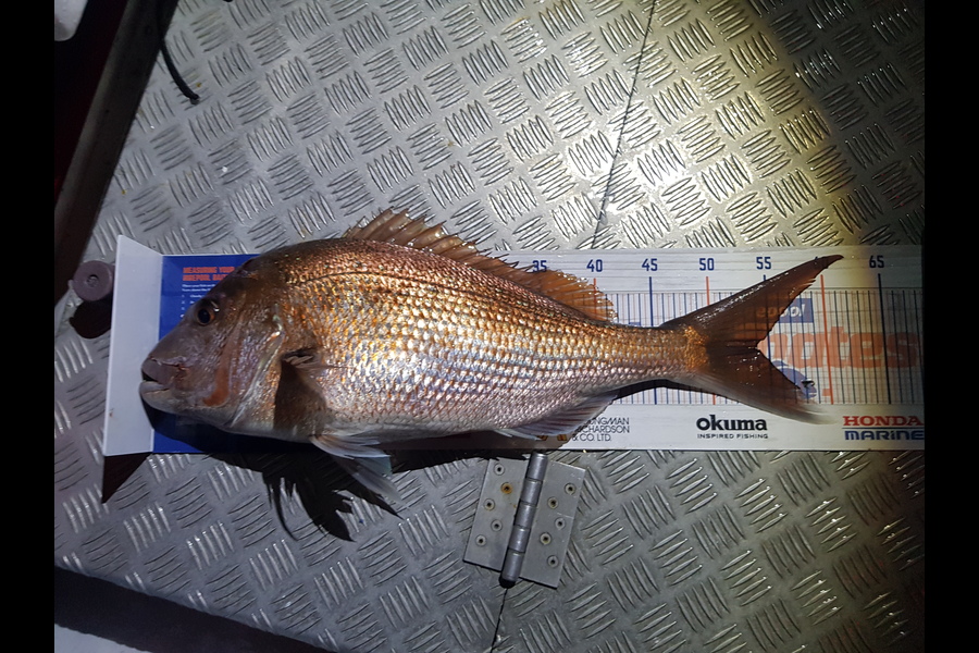 karl boielle caught this 54cm Snapper at mayor during The Hirepool Baitmates Fishing Comp