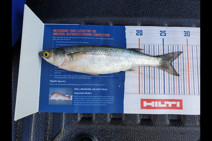 Amber Gray caught this 26.5cm Kahawai at Tairua wharf during The Hirepool Baitmates Fishing Comp