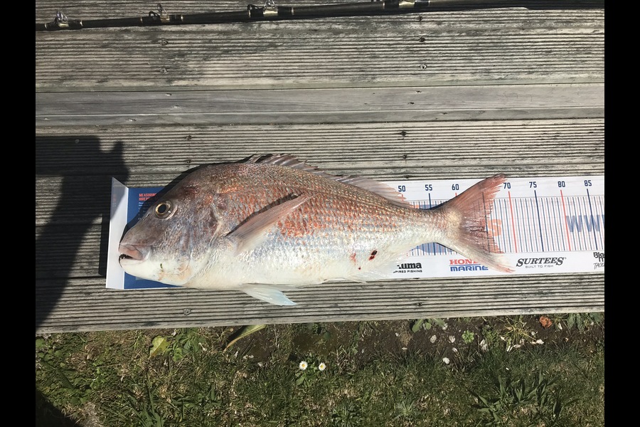 Renea Wheeler caught this 64.5cm Snapper at Raglan during The Hirepool Baitmates Fishing Comp