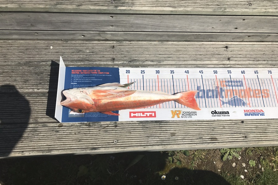 Renea Wheeler caught this 41.5cm Gurnard at Raglan  during The Hirepool Baitmates Fishing Comp