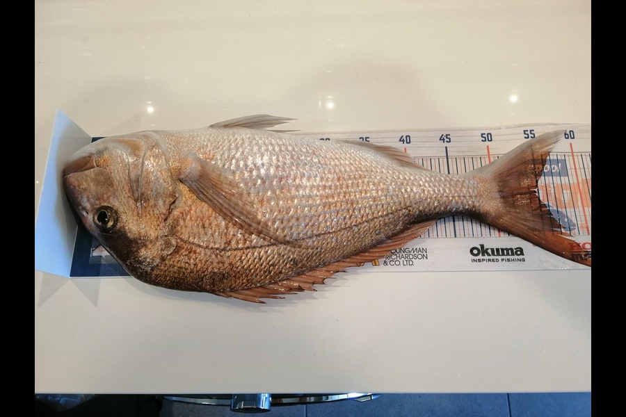 Larry Temperley caught this 54.5cm Snapper at Marsden Cove during The Hirepool Baitmates Fishing Comp