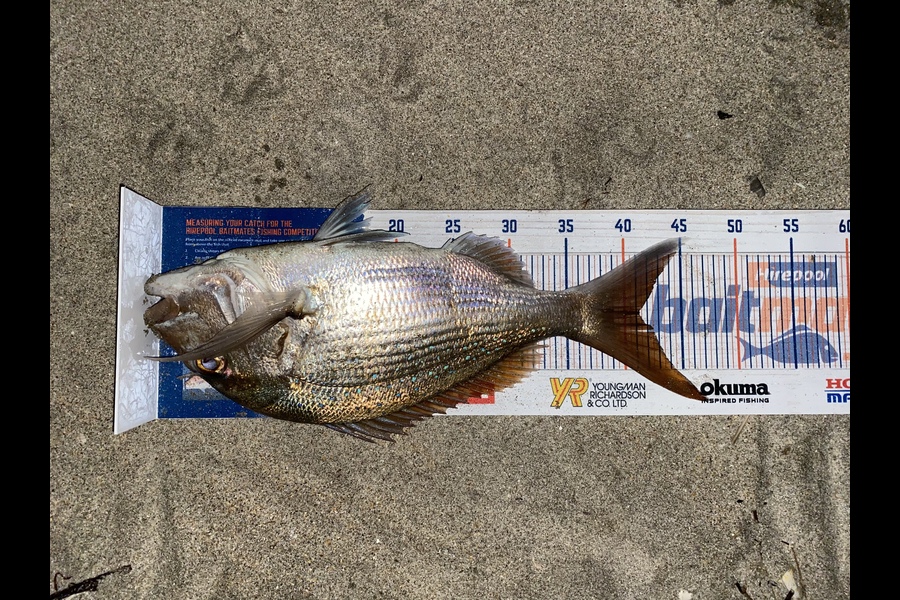Cole Edwardson caught this 41.0cm Snapper at Waipu during The Hirepool Baitmates Fishing Comp