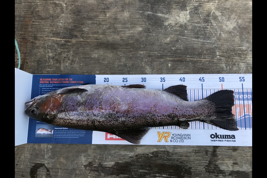 Gabriel Vilgalys caught this 52cm Trout at Waiohau during The Hirepool Baitmates Fishing Comp
