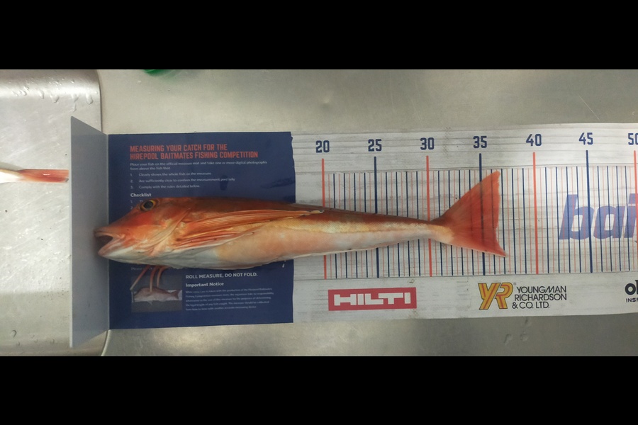 Laurence Knighton caught this 36cm Gurnard at Queen Charlotte Sounds during The Hirepool Baitmates Fishing Comp