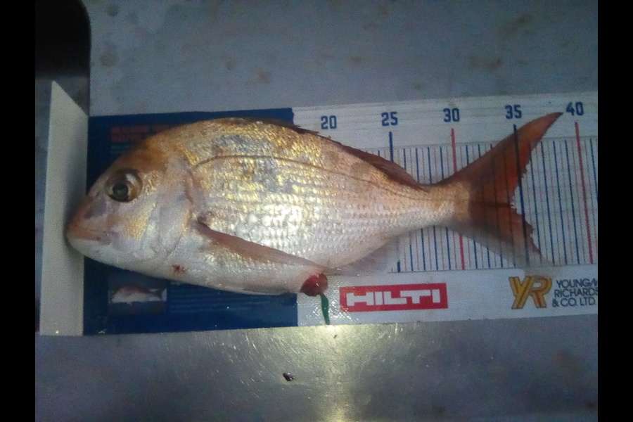 Glen Harwood caught this 34cm Snapper at Firth of Thames during The Hirepool Baitmates Fishing Comp