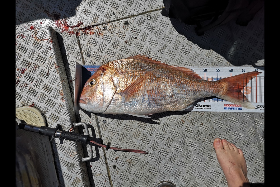 Brad McLeod caught this 64cm Snapper at Raglan during The Hirepool Baitmates Fishing Comp