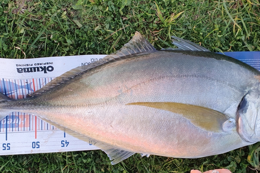 Ben Cullen caught this 60cm Trevally at Northland  during The Hirepool Baitmates Fishing Comp