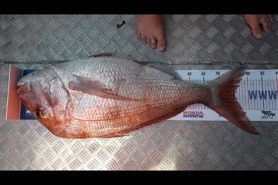 Tim Godwin caught this 75.0cm Snapper at Papamoa  during The Hirepool Baitmates Fishing Comp