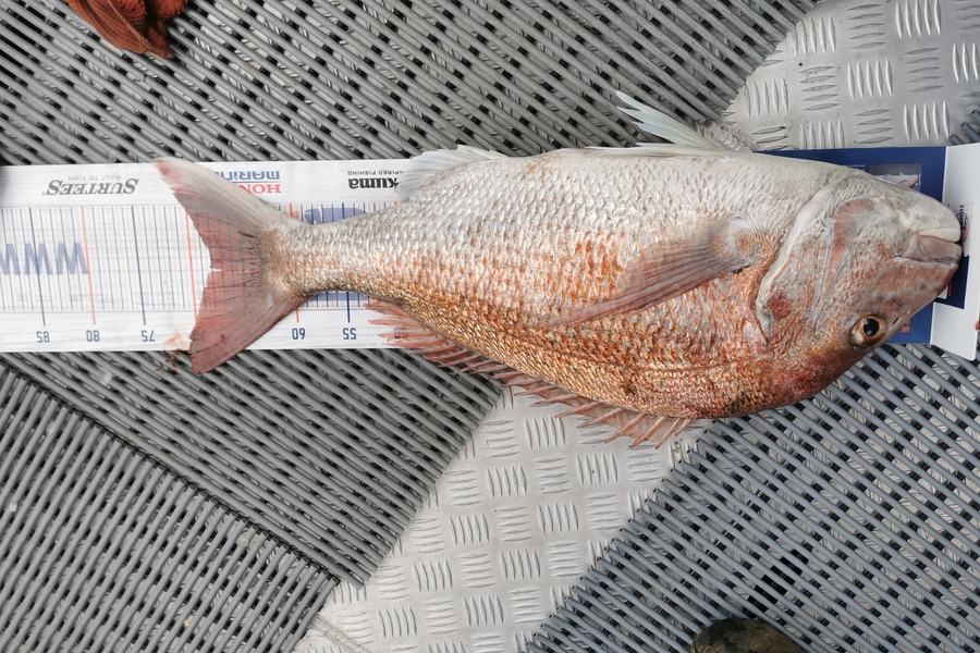Hayden Markham caught this 68cm Snapper at Waitara during The Hirepool Baitmates Fishing Comp