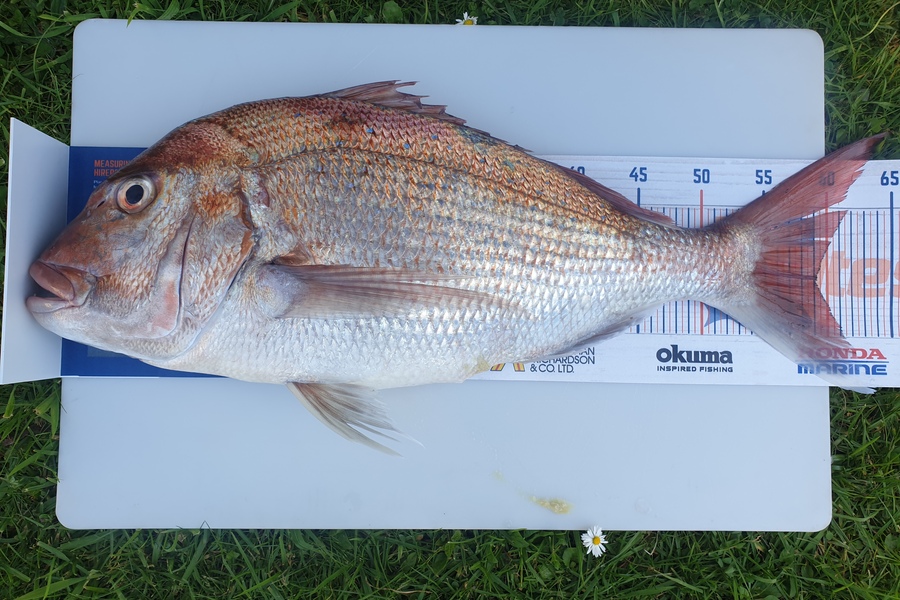 Amanda Gray caught this 59cm Snapper at Tairua - Strikezone Charter during The Hirepool Baitmates Fishing Comp